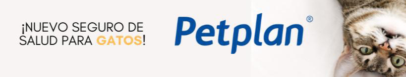 seguro gatos