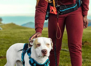 Correa manos libres para perro SparklyPets, ideal para correr y caminar con total libertad.