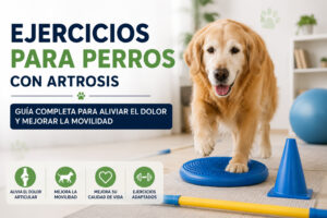 ejercicios para perros con artrosis