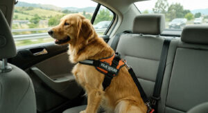 cinturón de seguridad para perros en un coche